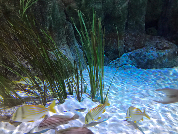 fish at Sea Life Aquarium